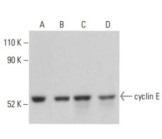 cyclin E Antibody (B-7) - Western Blotting - Image 399153