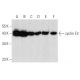 western blotting image from recommended cyclin E2 (A-9) monoclonal antibody replacement. Image 357302