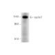 cyclin F Antibody (B-6) - Western Blotting - Image 344561 