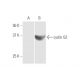 cyclin G2 Antibody (1F9-C11) - Western Blotting - Image 347539 