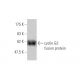 cyclin G2 Antibody (1F9-C11) - Western Blotting - Image 348449