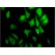 immunofluorescence image from recommended cyclin G2 (1F9-C11) monoclonal antibody replacement. Image 346112