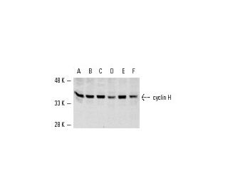 western blotting image from recommended cyclin H (D-10) monoclonal antibody replacement. Image 567