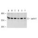Cet anticorps polyclonal n'est plus commercialisé. Voir l'anticorps monoclonal <a href="cyclin-h-antibody-d-10">cyclin H (D-10)</a> que nous recommandons (données d'échantillonnage indiquées). western blotting image from recommended cyclin H (D-10) monoclonal antibody replacement. Image 567