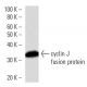 cyclin J Antibody (2126C1a) - Western Blotting - Image 16523 