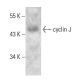 cyclin J Antibody (2126C1a) - Western Blotting - Image 385136