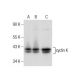 cyclin K Antibody (G-11) - Western Blotting - Image 164278 