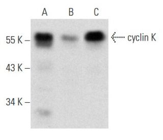 cyclin K Antibody (G-11) - Western Blotting - Image 357288 