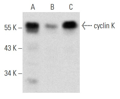 WILKINページ WS > backflow-repair-parts > wilkins > wilkins-1-2-inch