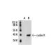 cyclin K Antibody (R-17) - Western Blotting - Image 20852