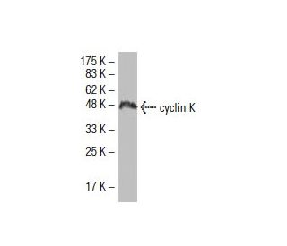 cyclin K Antibody (R-17) - Western Blotting - Image 33487 