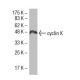 cyclin K Antibody (R-17) - Western Blotting - Image 33487 