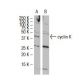 cyclin K Antibody (R-17) - Western Blotting - Image 33488 