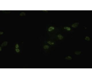 cyclin L1 Antibody (Q-1) - Immunofluorescence - Image 35460 