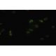 cyclin L1 Antibody (Q-1) - Immunofluorescence - Image 35460 