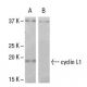 cyclin L1 Antibody (Q-1) - Western Blotting - Image 33489