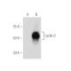 cyclin O Antibody (F-3) - Western Blotting - Image 154050