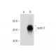cyclin 0 (F-3): sc-374633. Western blot analysis of cyclin 0 expression in non-transfected: sc-117752 (A) and human cyclin