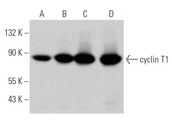 Cyclin B1 Antibody  Cell Signaling Technology