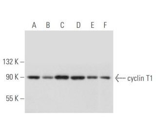 cyclin T1 Antibody (F-8) - Western Blotting - Image 333812
