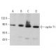 cyclin T1 Antibody (F-8) - Western Blotting - Image 379548 