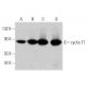 western blotting image from recommended cyclin T1 (E-3) monoclonal antibody replacement. Image 356272