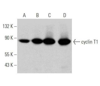 western blotting image from recommended cyclin T1 (E-3) monoclonal antibody replacement. Image 356272