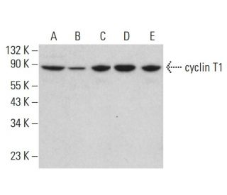 cyclin T1 Antibody (C-6) - Western Blotting - Image 380657