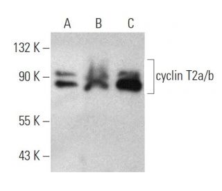 western blotting image from recommended cyclin T2a/b (2128C1a) monoclonal antibody replacement. Image 374614