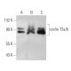 western blotting image from recommended cyclin T2a/b (2128C1a) monoclonal antibody replacement. Image 374614