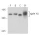 cyclin YL1 Antibody (D-4) - Western Blotting - Image 325200 