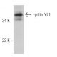 cyclin YL1 Antibody (D-4) - Western Blotting - Image 367670