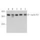 cyclin YL1 Antibody (D-4) - Western Blotting - Image 367673 