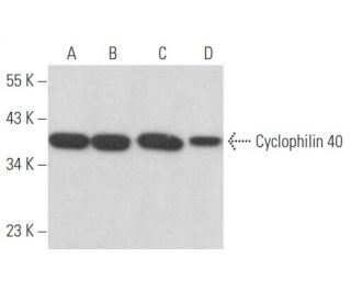 Cyclophilin 40 Antibody (F-5) - Western Blotting - Image 356131 