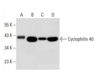 western blotting image from recommended Cyclophilin 40 (C-11) monoclonal antibody replacement. Image 59565