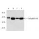 western blotting image from recommended Cyclophilin 40 (C-11) monoclonal antibody replacement. Image 59565
