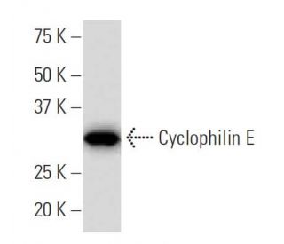 Cyclophilin E Antibody (9E18) - Western Blotting - Image 34070 