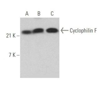 Cyclophilin F Antibody (G-9) - Western Blotting - Image 358911 