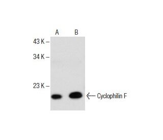 Cyclophilin F Antibody (G-9) - Western Blotting - Image 153758