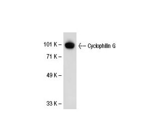 Cyclophilin G Antibody (8S5) - Western Blotting - Image 30054 