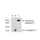 Cyclophilin G Antibody (8S5) - Western Blotting - Image 50889