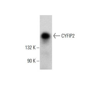 western blotting image from recommended CYFIP2 (6-YD16) monoclonal antibody replacement. Image 384254