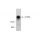 western blotting image from recommended CYFIP2 (6-YD16) monoclonal antibody replacement. Image 384254