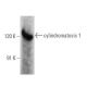 cylindromatosis 1 Antibody (E-4) - Western Blotting - Image 356192
