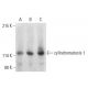 cylindromatosis 1 Antibody (E-4) - Western Blotting - Image 399131 