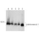 western blotting image from recommended cylindromatosis 1 (H-6) monoclonal antibody replacement. Image 320926