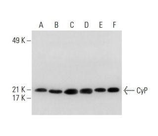 CyP Antibody (E-8) - Western Blotting - Image 306007 