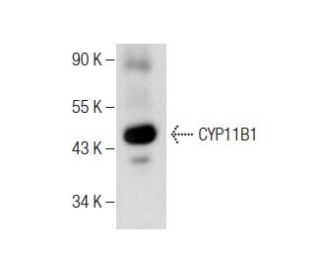 CYP11B1 Antibody (A-11) - Western Blotting - Image 284417 