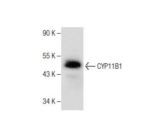 CYP11B1 Antibody (B-11) - Western Blotting - Image 282573