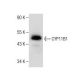 CYP11B1 Antibody (B-11) - Western Blotting - Image 282573